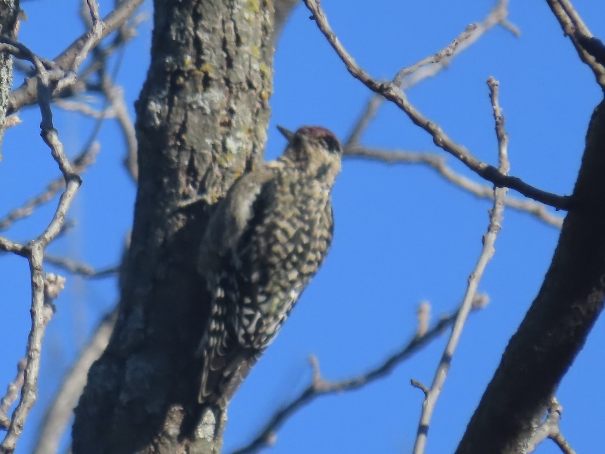 Yellow-bellied Sapsucker - ML627840838