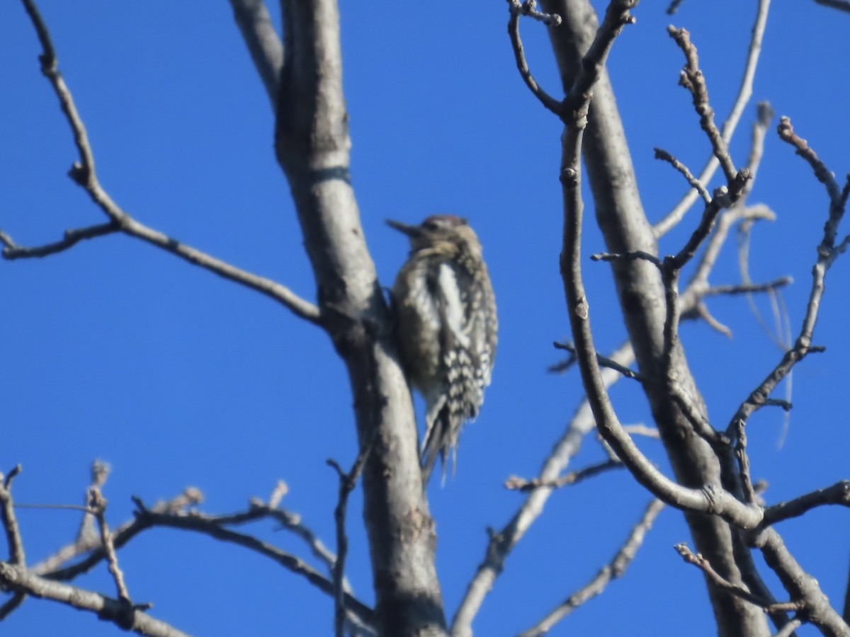 Yellow-bellied Sapsucker - ML627840839