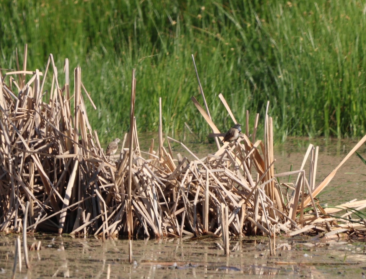 White-fronted Chat - ML627840939