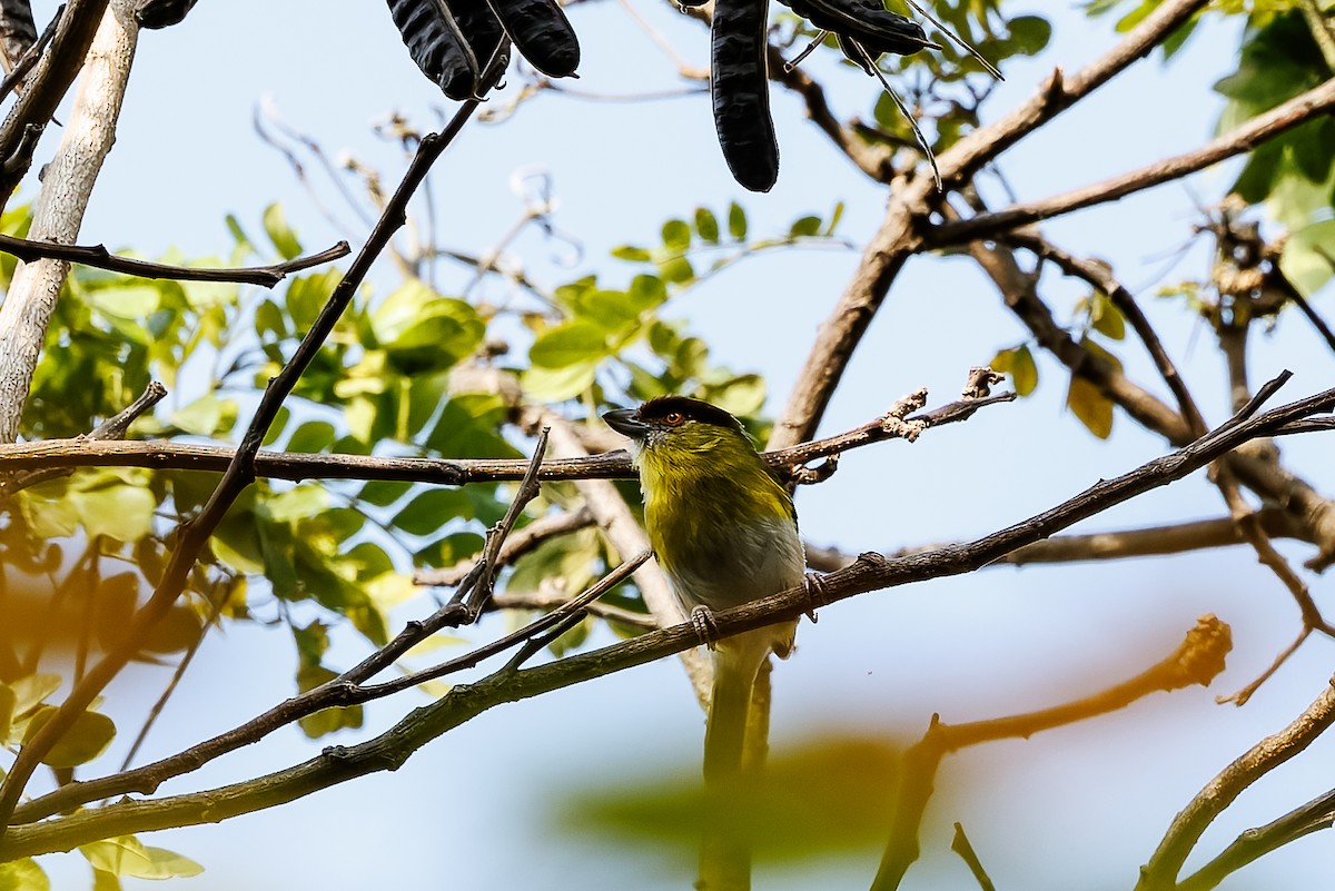 Rufous-browed Peppershrike - ML627840943