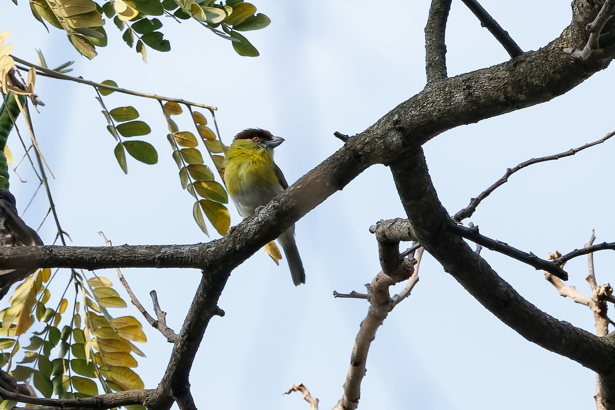 Rufous-browed Peppershrike - ML627840944