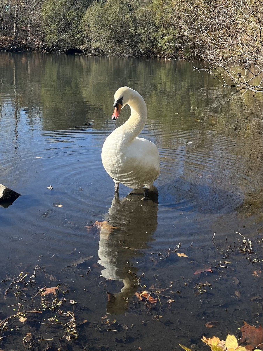 Mute Swan - ML627840968