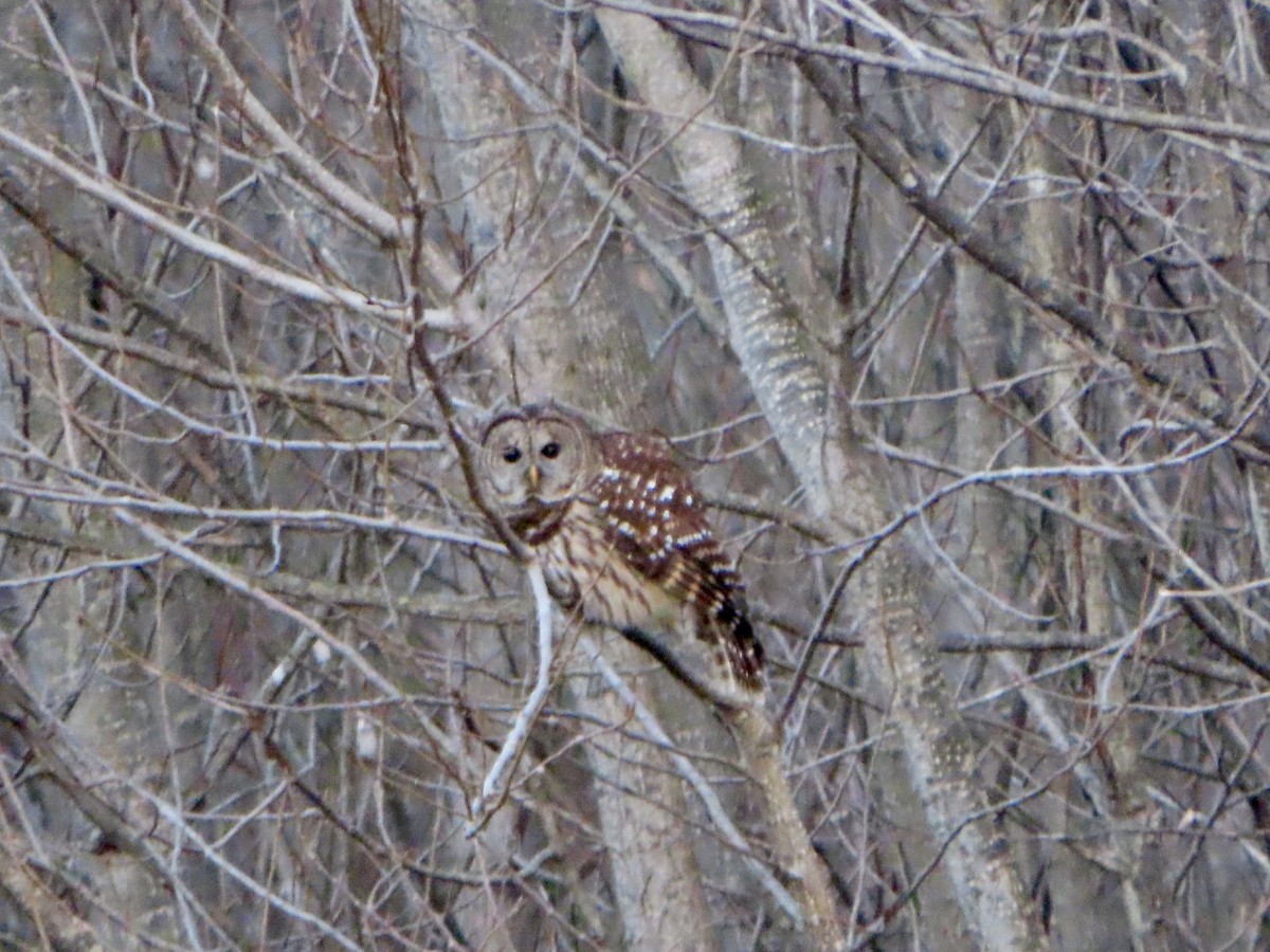 Barred Owl - ML627840991