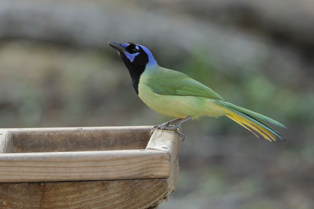 Green Jay - ML627841071