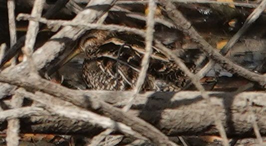 Wilson's Snipe - ML627841073