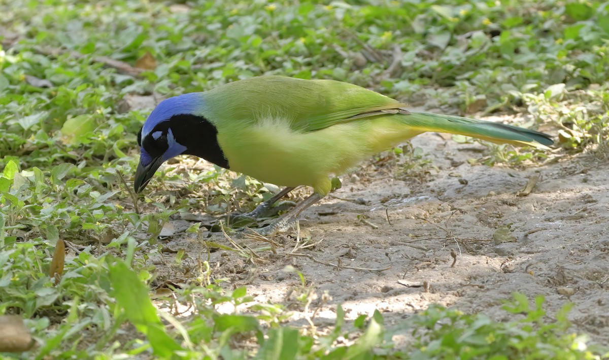 Green Jay - ML627841078