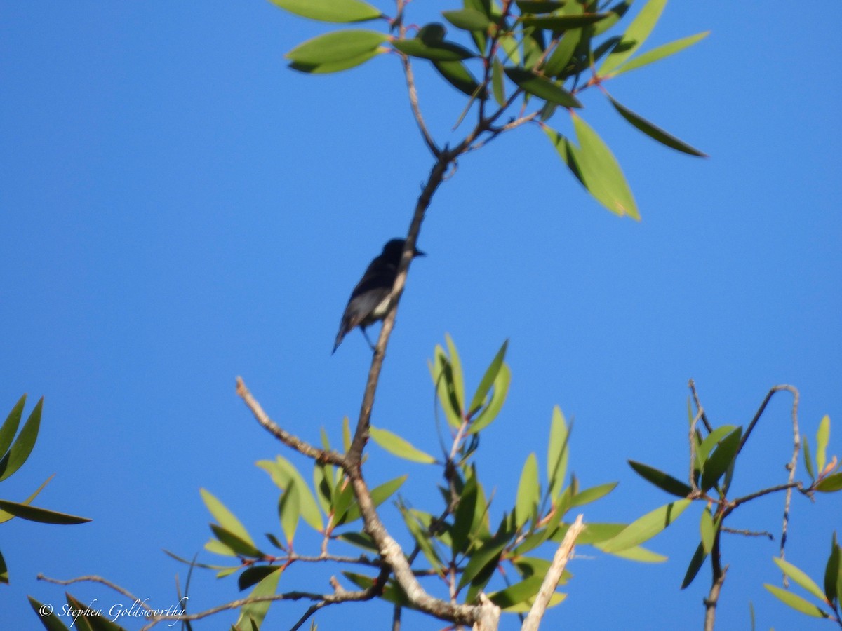 Mistletoebird - ML627841081