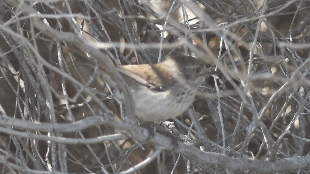 Spotted Scrubwren - ML627841099