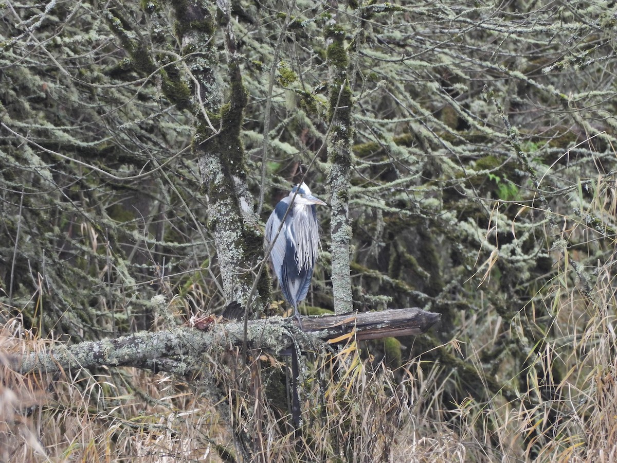 Great Blue Heron - ML627841101