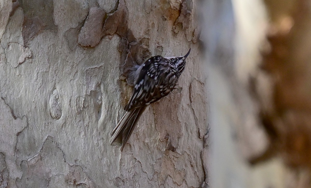 Brown Creeper - ML627841177