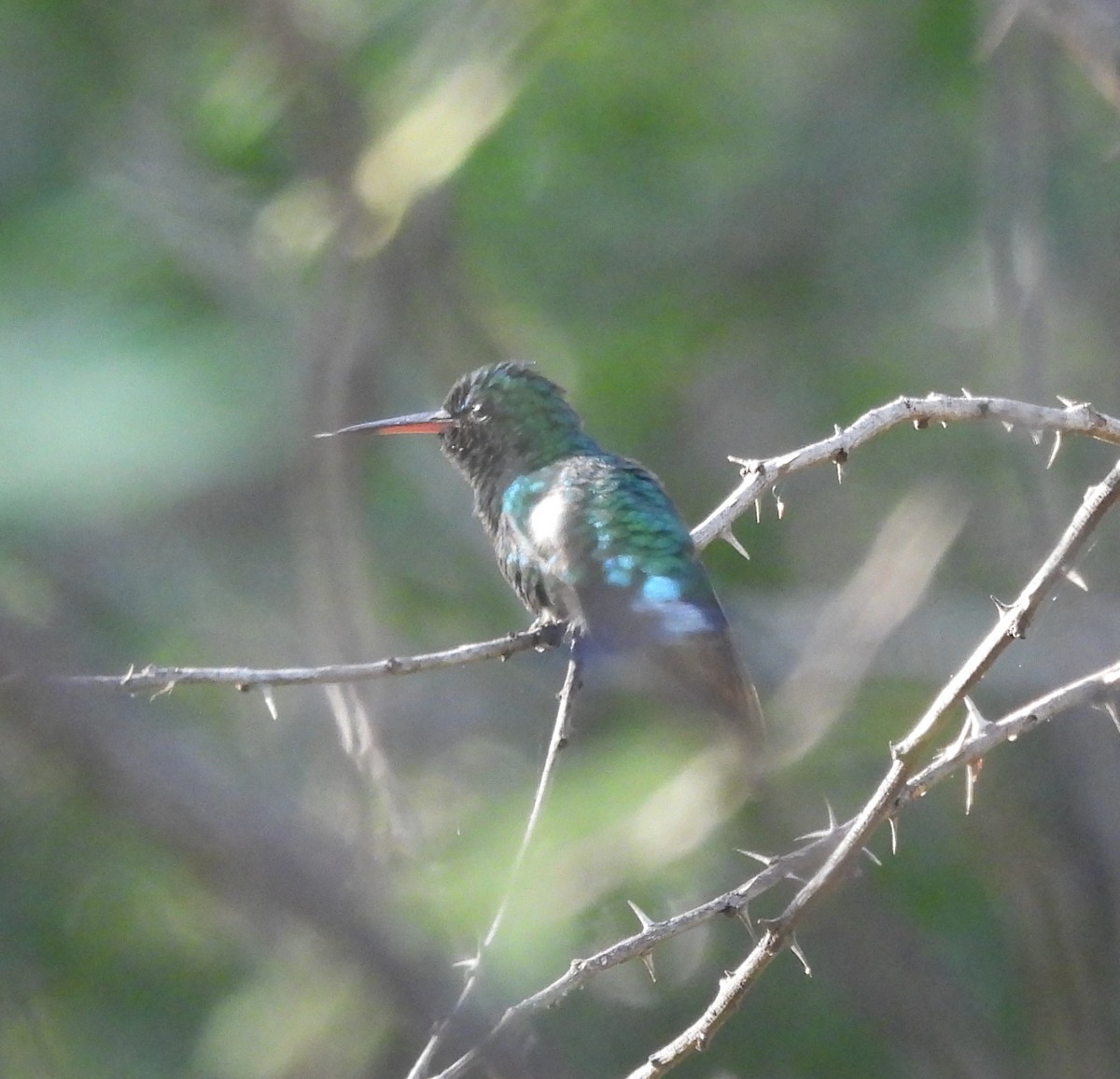 Red-billed Emerald - ML627841260