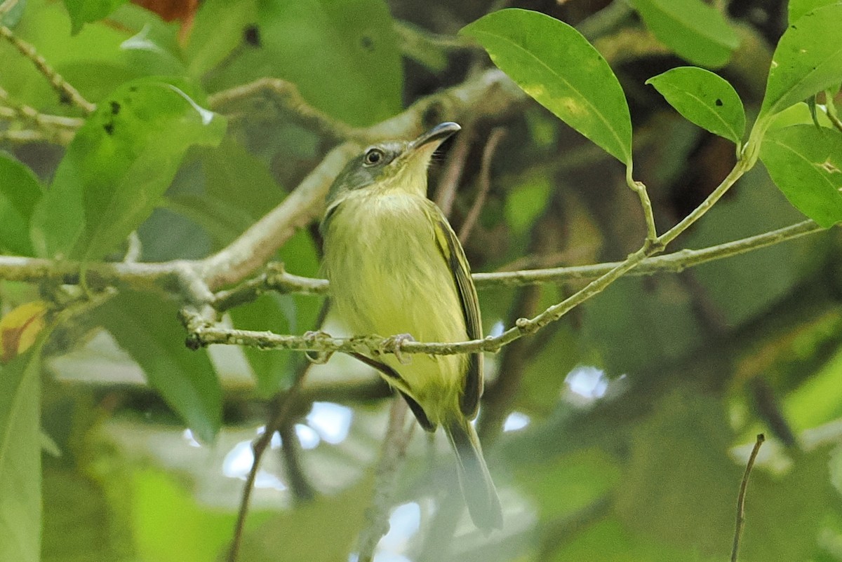 Mosquerito Piquicurvo Sureño - ML627841276