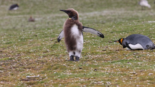 King Penguin - ML627841278