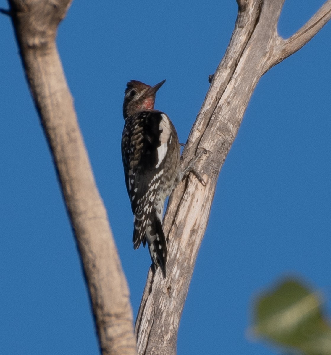 Yellow-bellied Sapsucker - ML627841282