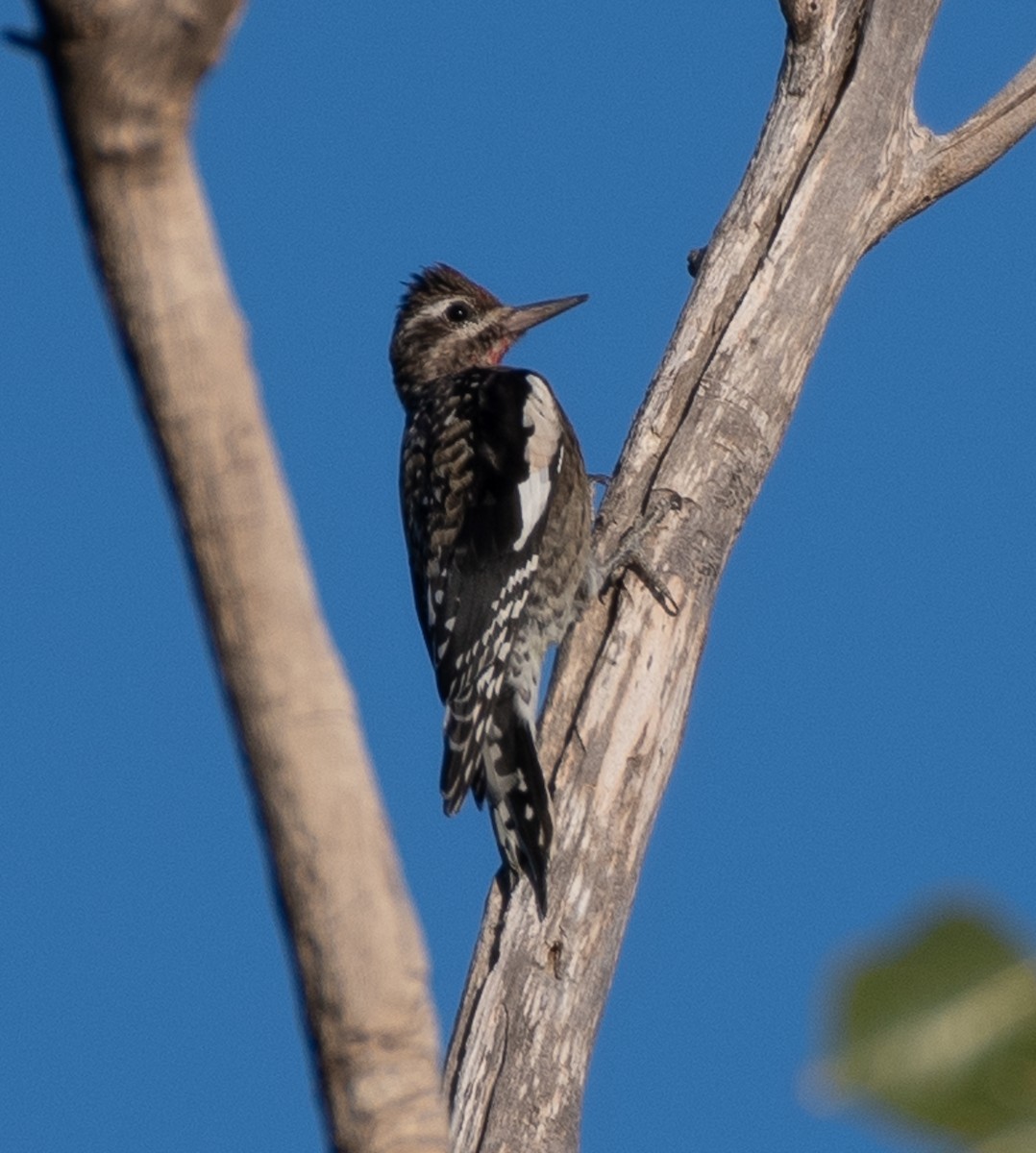 Yellow-bellied Sapsucker - ML627841283