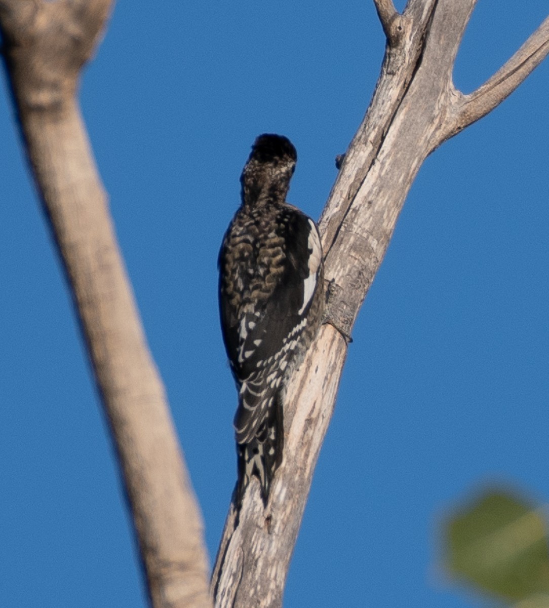 Yellow-bellied Sapsucker - ML627841284