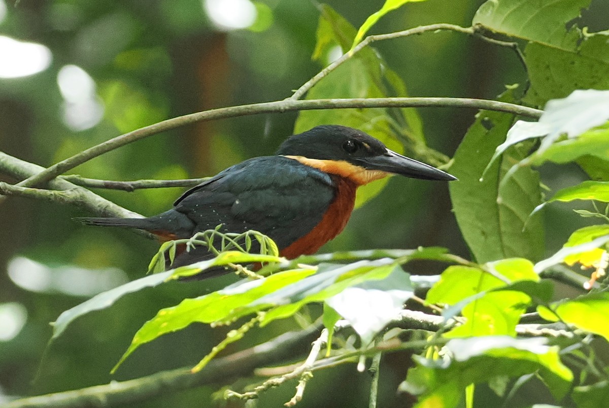 Martín Pescador Verdirrufo - ML627841371