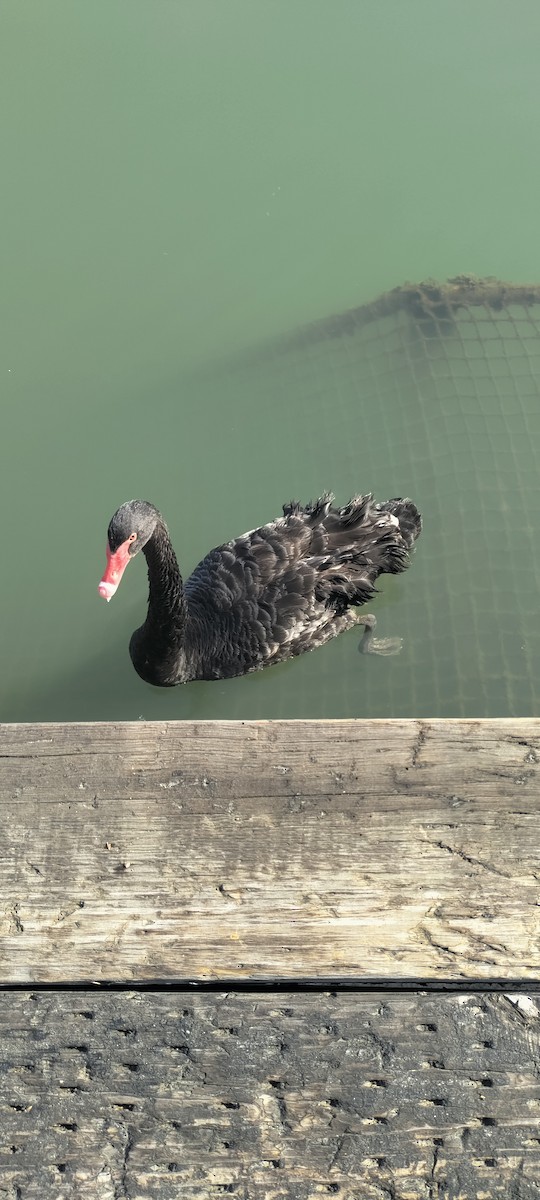Black Swan - ML627841383