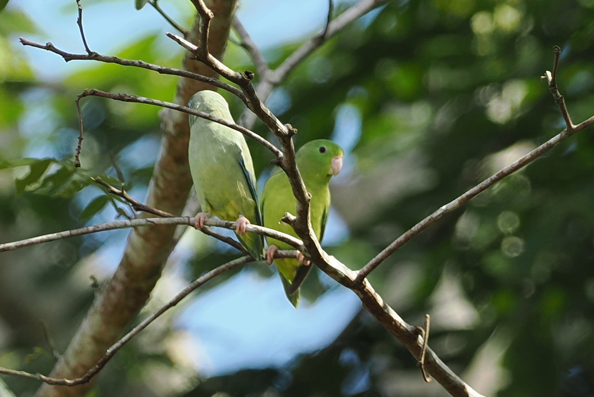 Cotorrita de Anteojos - ML627841412