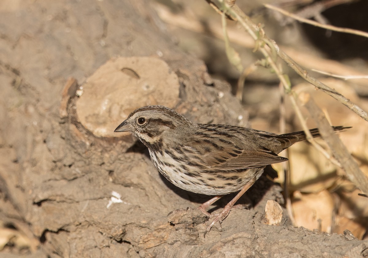 Song Sparrow - ML627841423