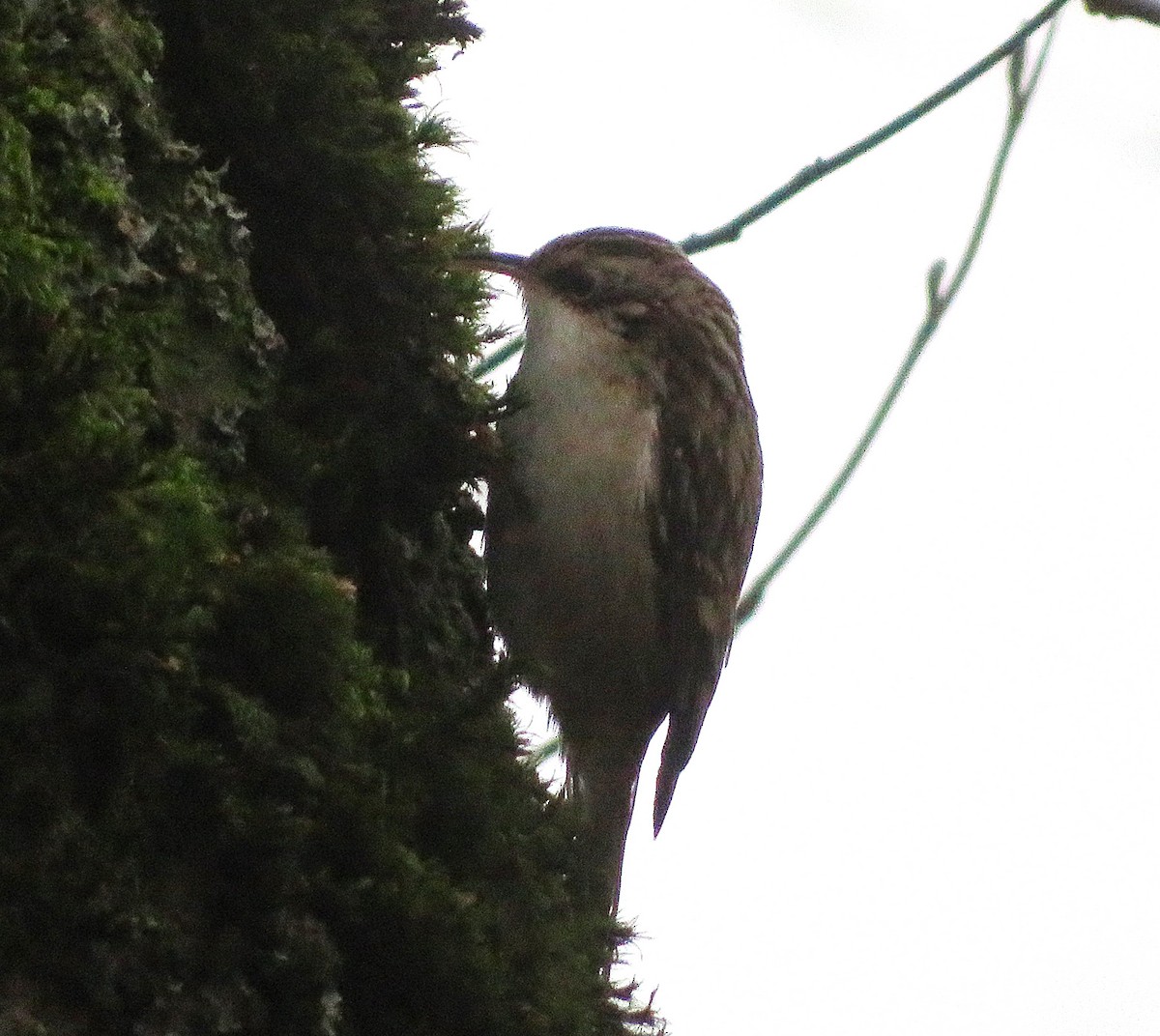 Brown Creeper - ML627841460