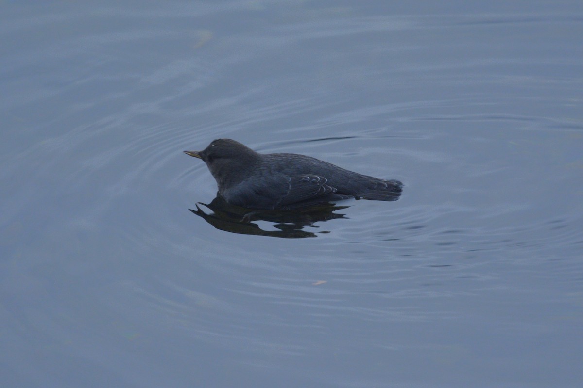 American Dipper - ML627841507