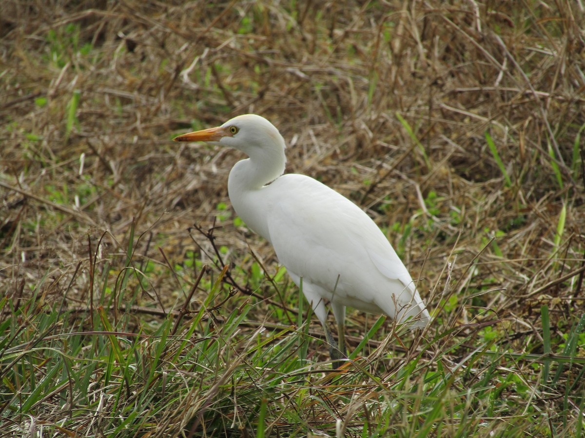 Western Cattle-Egret - ML627841555