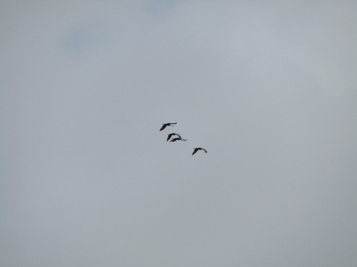 Sandhill Crane - ML627841572