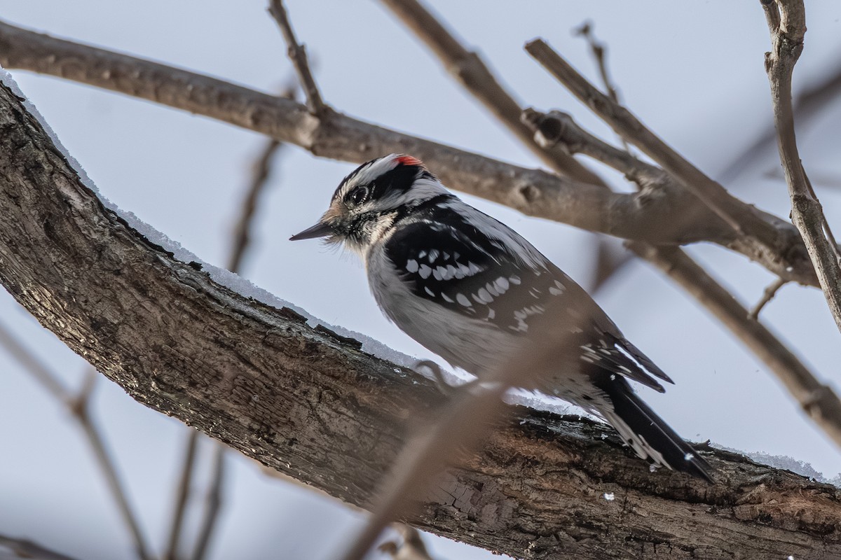 Downy Woodpecker - ML627841576