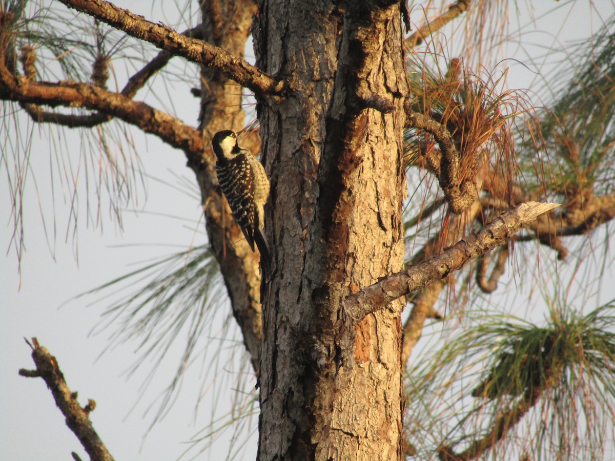 Red-cockaded Woodpecker - ML627841585