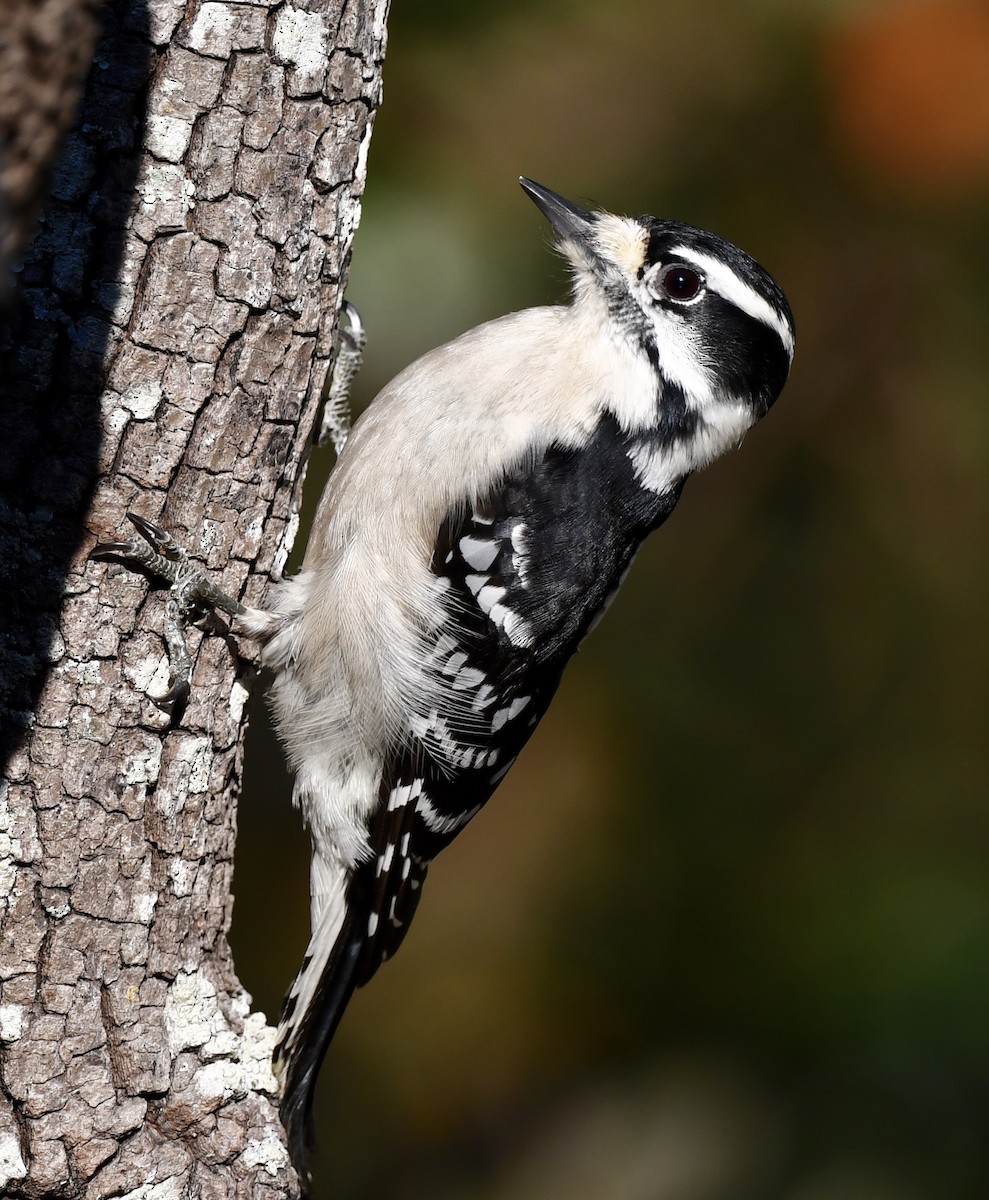 Downy Woodpecker - ML627841617