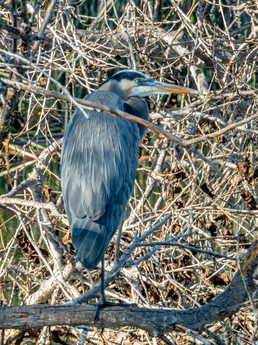 Great Blue Heron - ML627841755