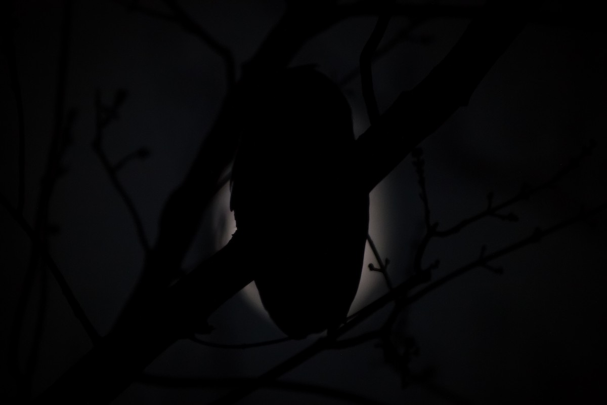 Eastern Screech-Owl - ML627841769