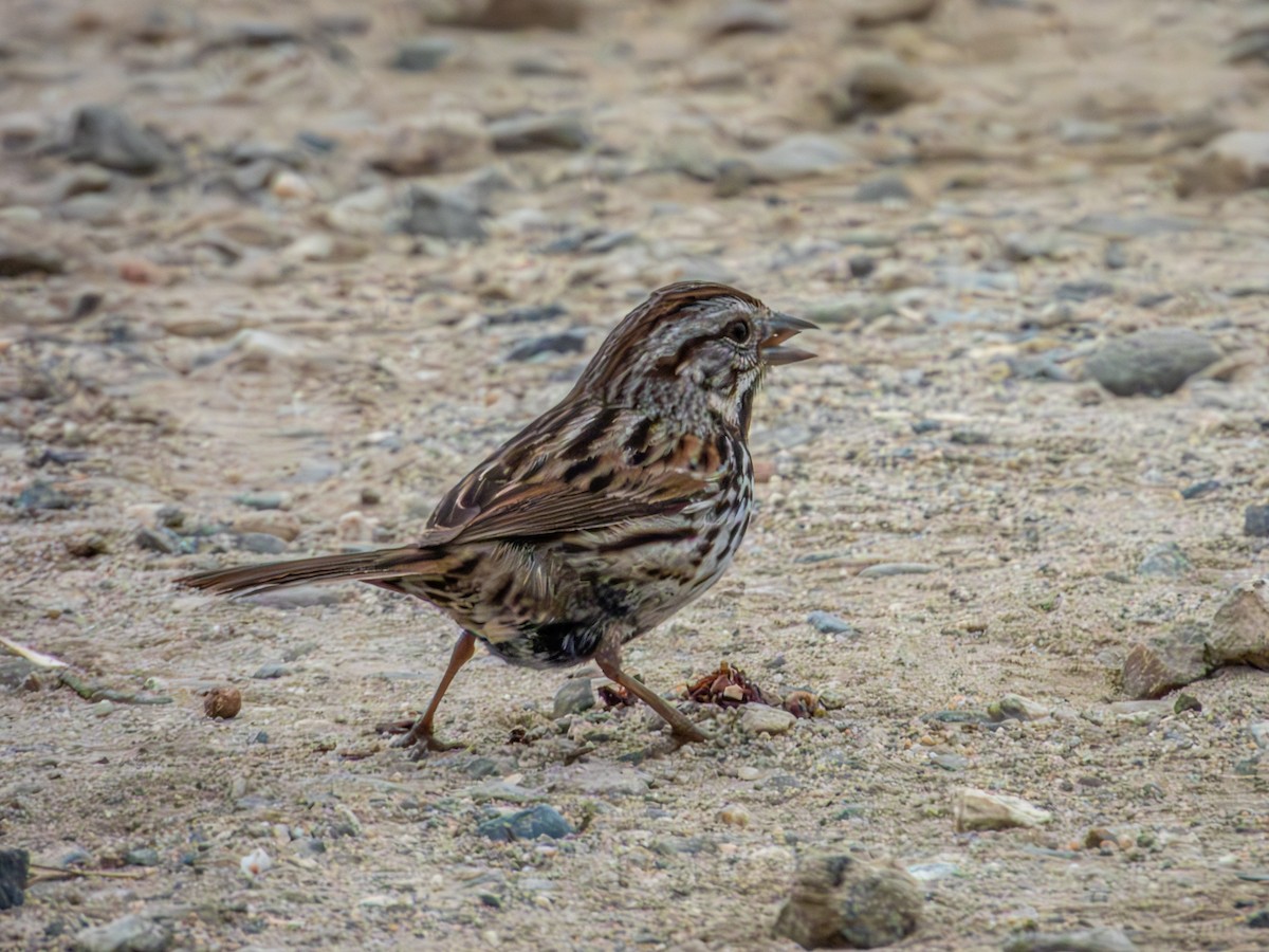 Song Sparrow - ML627841842