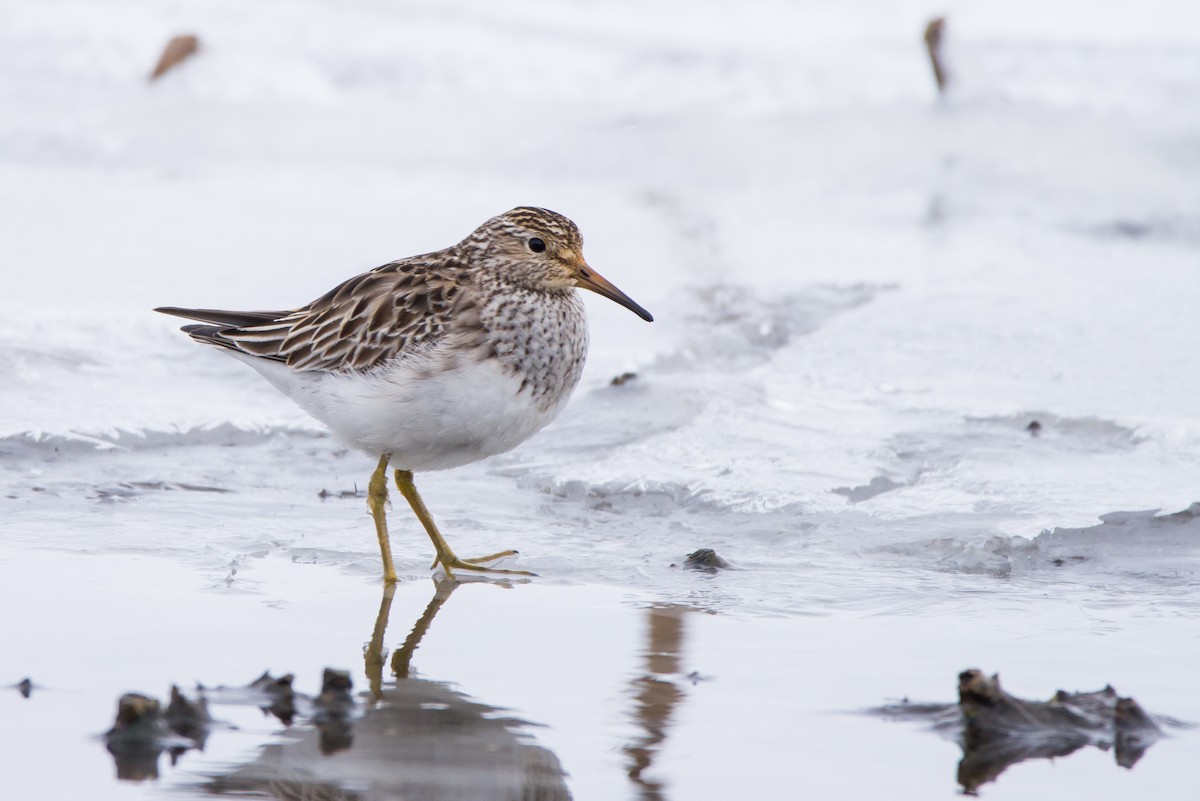 美洲尖尾濱鷸 - ML627841874