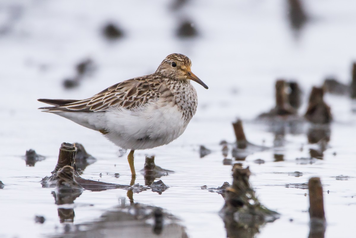 美洲尖尾濱鷸 - ML627841876