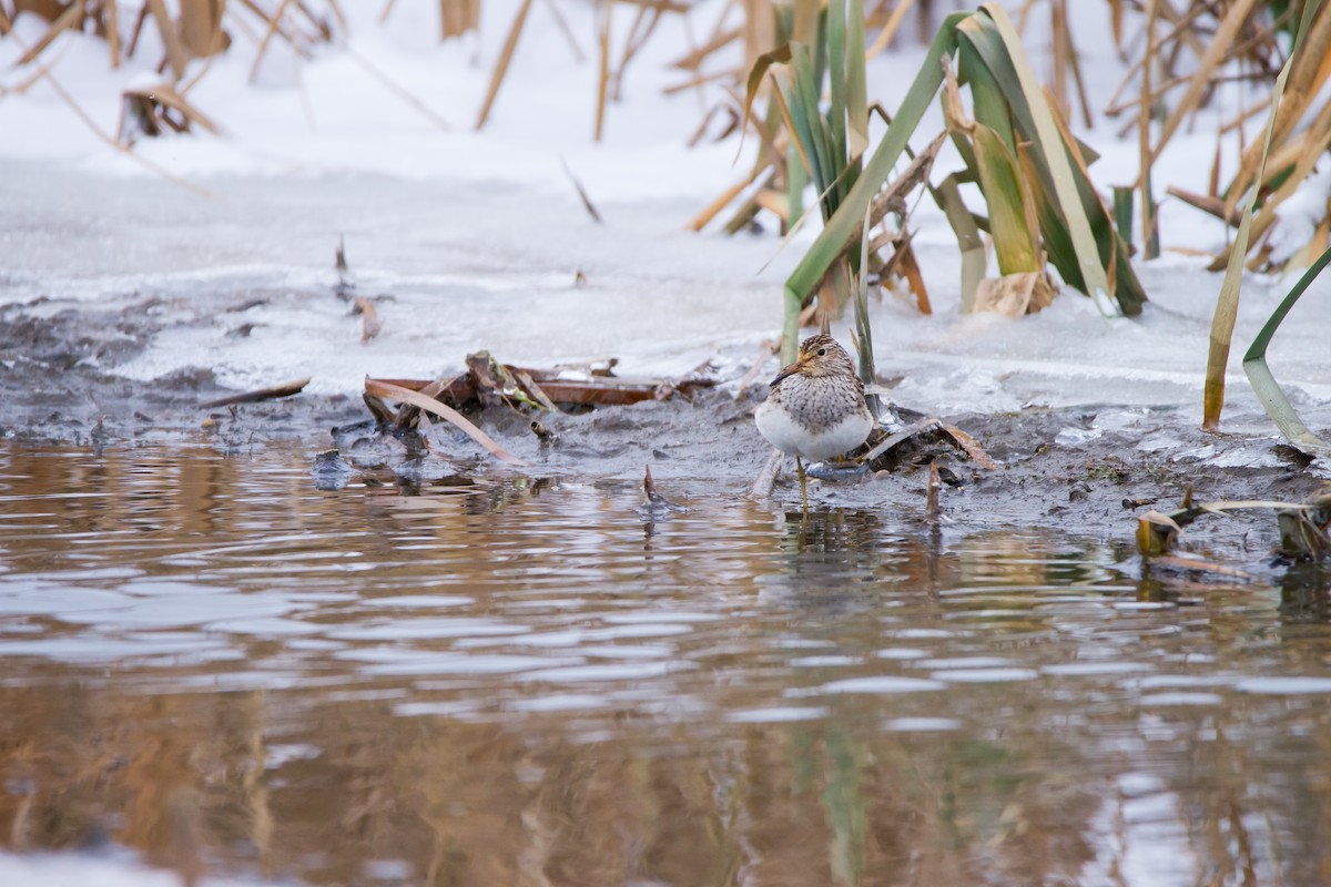 美洲尖尾濱鷸 - ML627841877