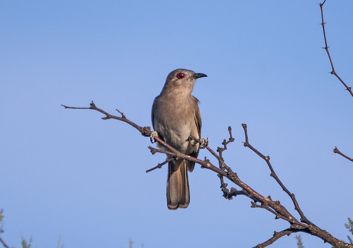 Ash-colored Cuckoo - ML627841934