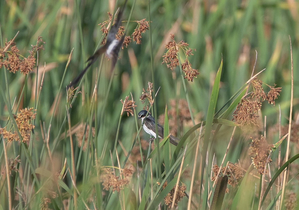 White-rumped Swallow - ML627842022