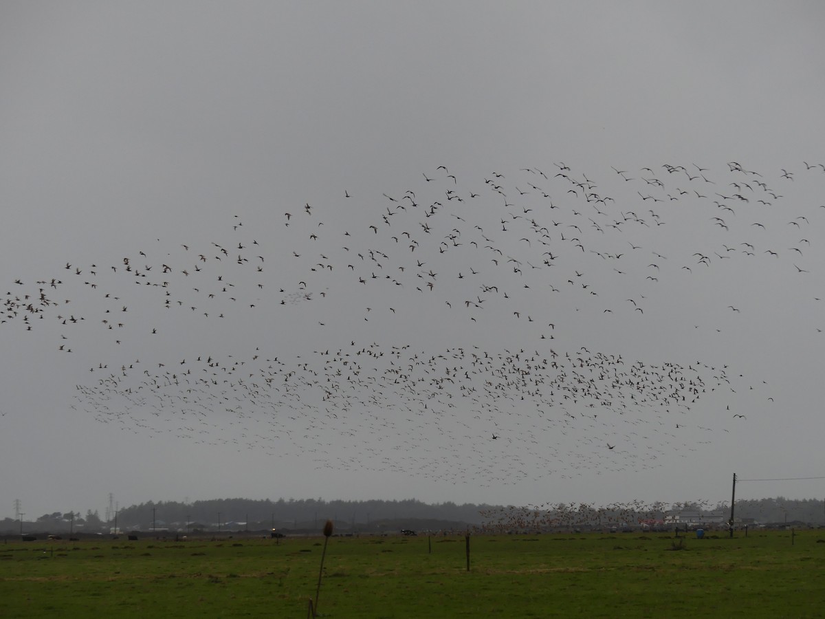 Marbled Godwit - ML627842023