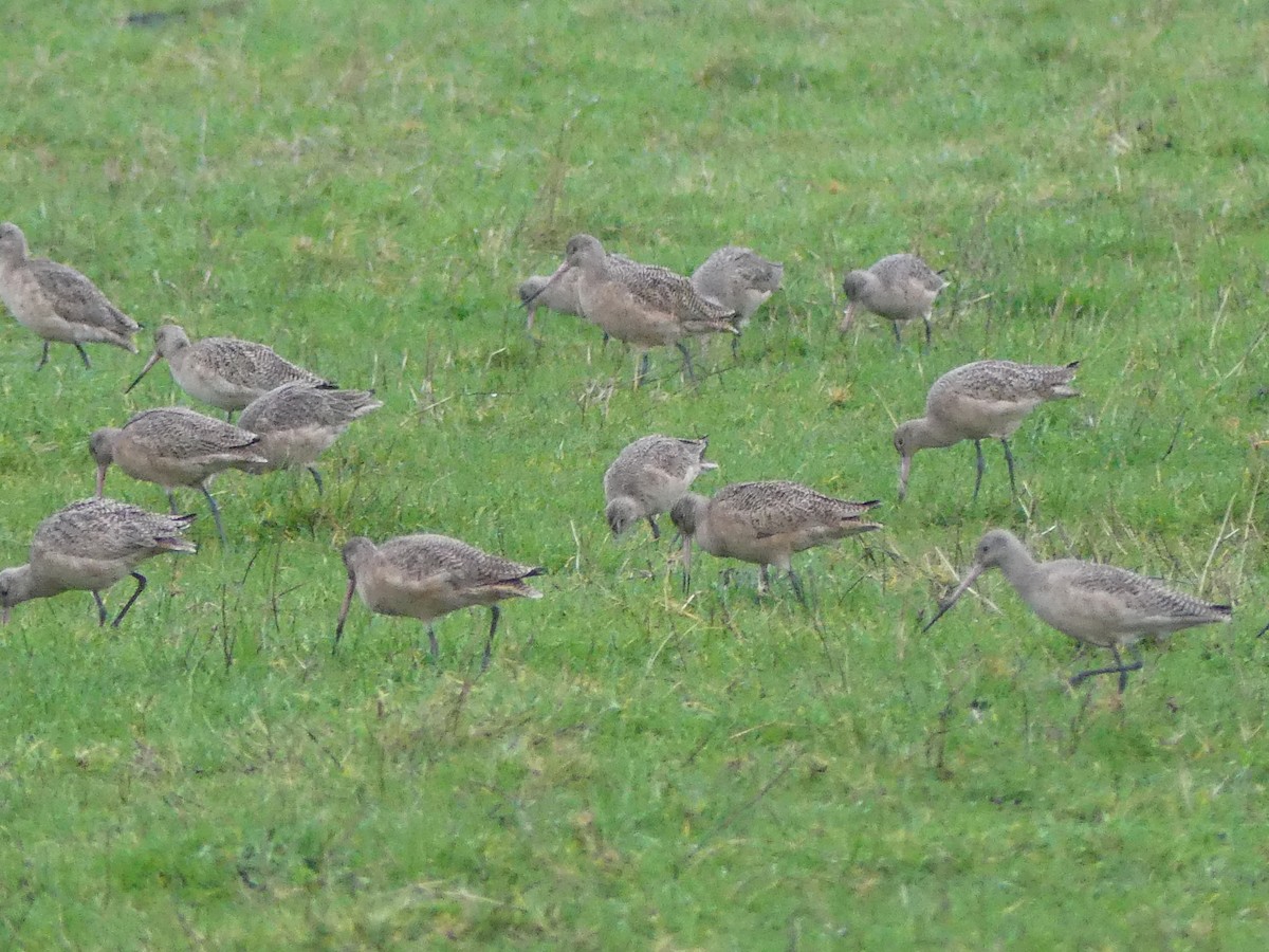 Marbled Godwit - ML627842024