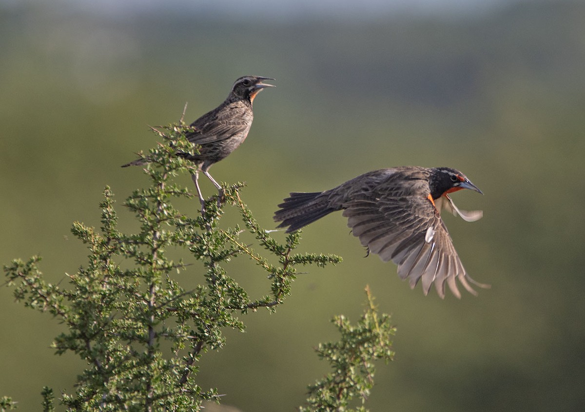 Long-tailed Meadowlark - ML627842038