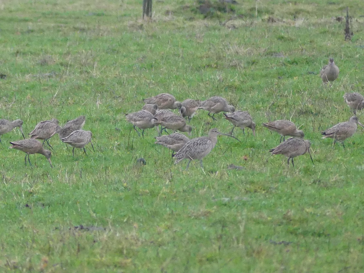 Long-billed Curlew - ML627842040