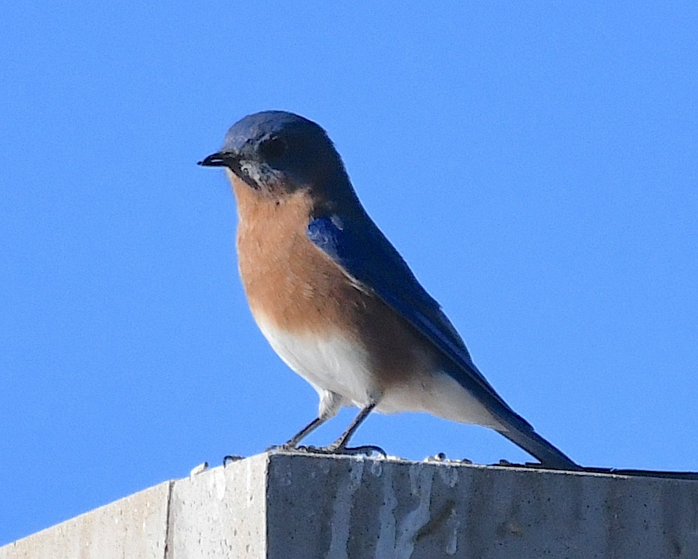 Eastern Bluebird - ML627842085