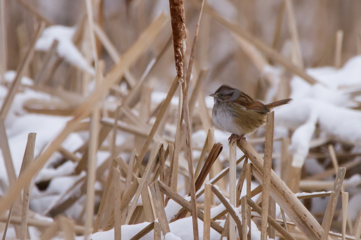 Swamp Sparrow - ML627842143