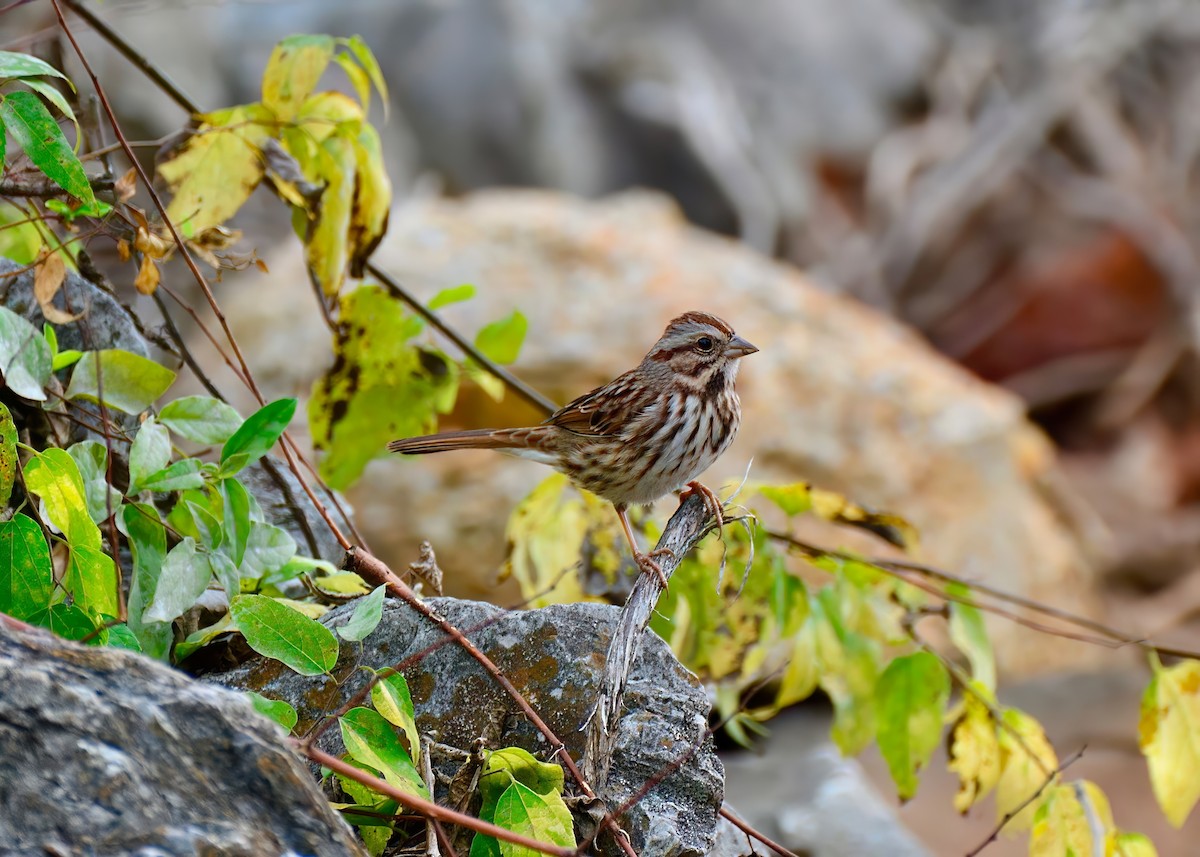 Song Sparrow - ML627842178