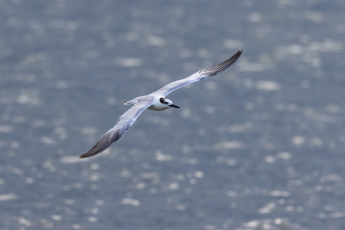 Sandwich Tern - ML627842186