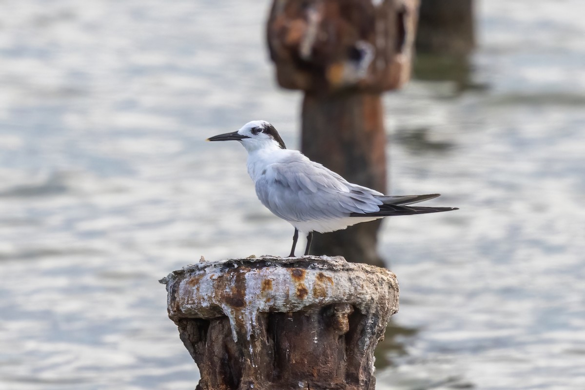 Sandwich Tern - ML627842187