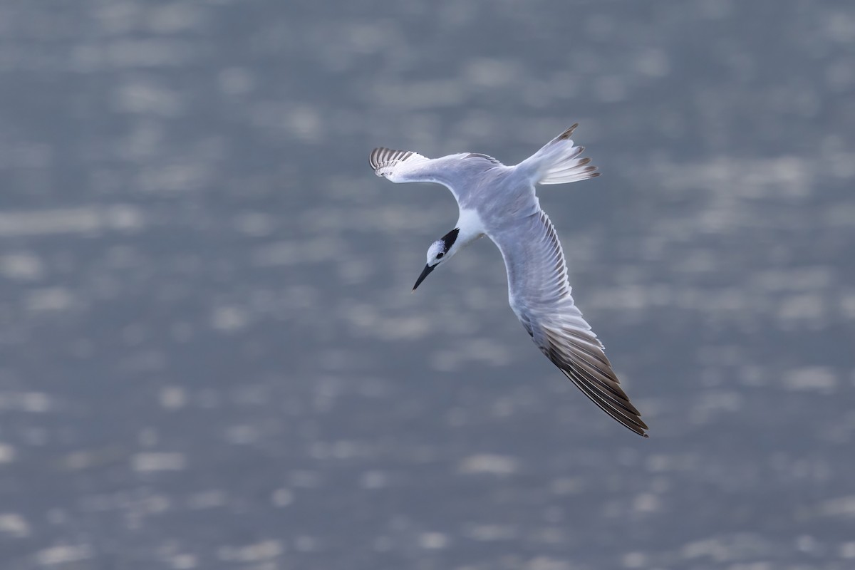 Sandwich Tern - ML627842188