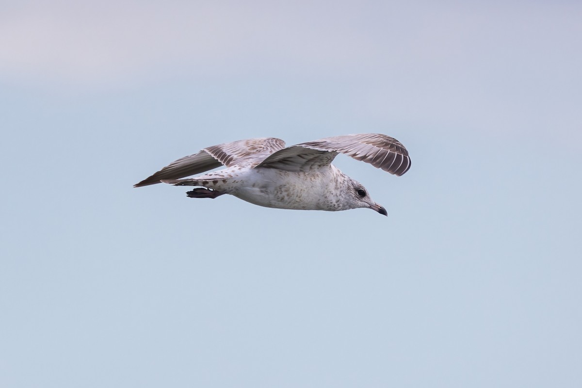 Ring-billed Gull - ML627842199